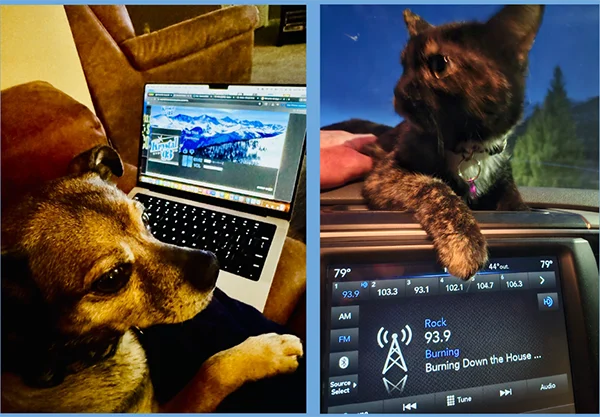 Dogs next to radios tuned to Krystal stations