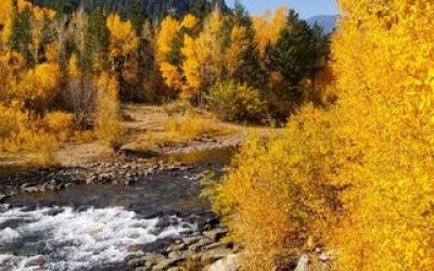 river and trees