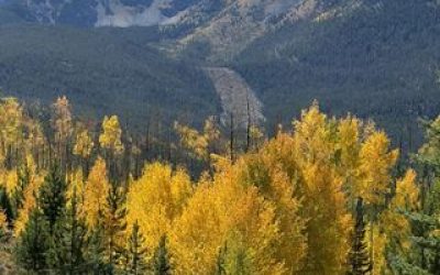 road and trees